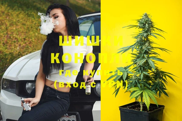 сатива Кинешма